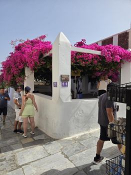 Bougainvillea – ‘Royal Purple’ in 4 inch pots